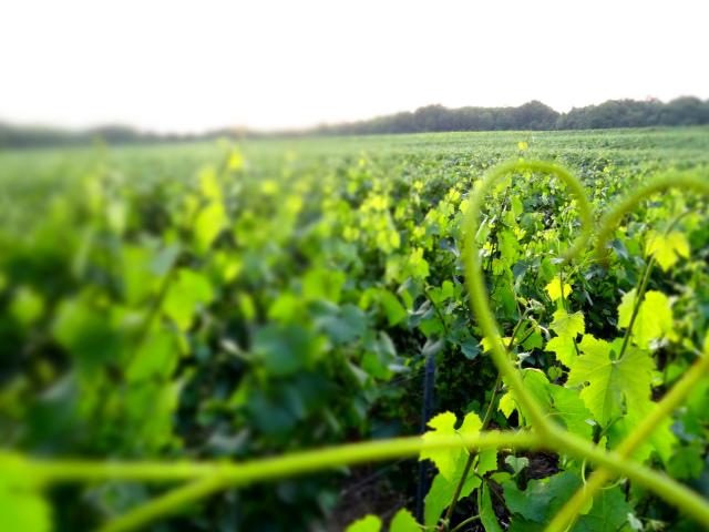 2. A La Rencontre Des Vignerons Mdt Les Portes De La Champagne