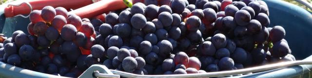 Grape harvesting in the vineyards of Champagne