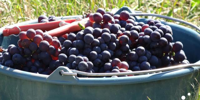 Grape harvesting in the vineyards of Champagne