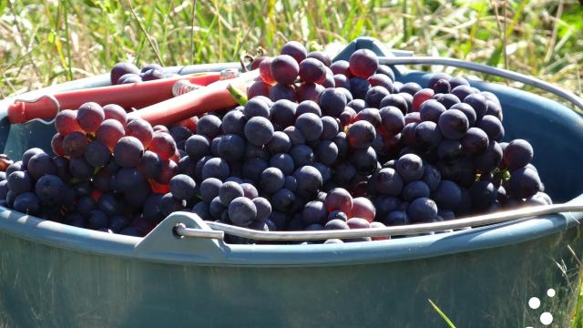 Grape harvesting in the vineyards of Champagne