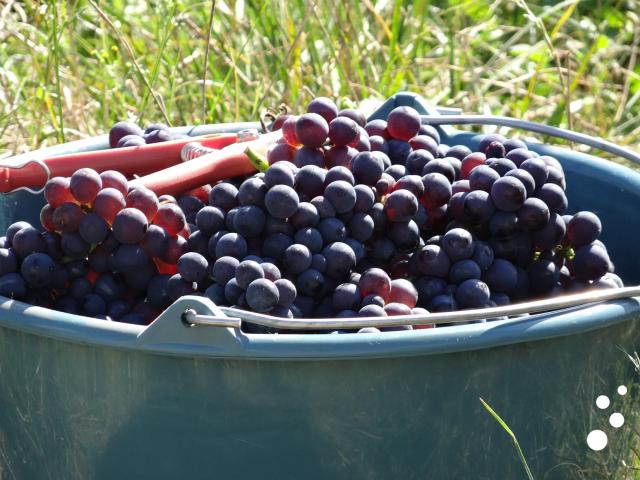 Grape harvesting in the vineyards of Champagne