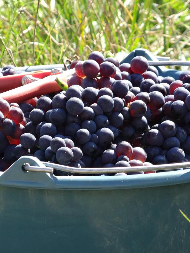 Grape harvesting in the vineyards of Champagne