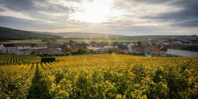 panorama-vignoble-vignes-portes-de-la-champagne