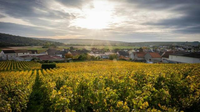 panorama-vignoble-vignes-portes-de-la-champagne