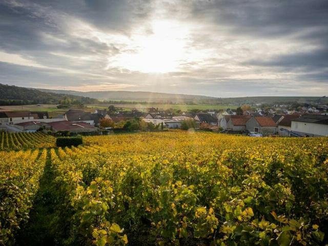 panorama-vignoble-vignes-portes-de-la-champagne