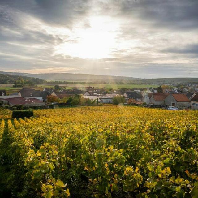 panorama-vignoble-vignes-portes-de-la-champagne