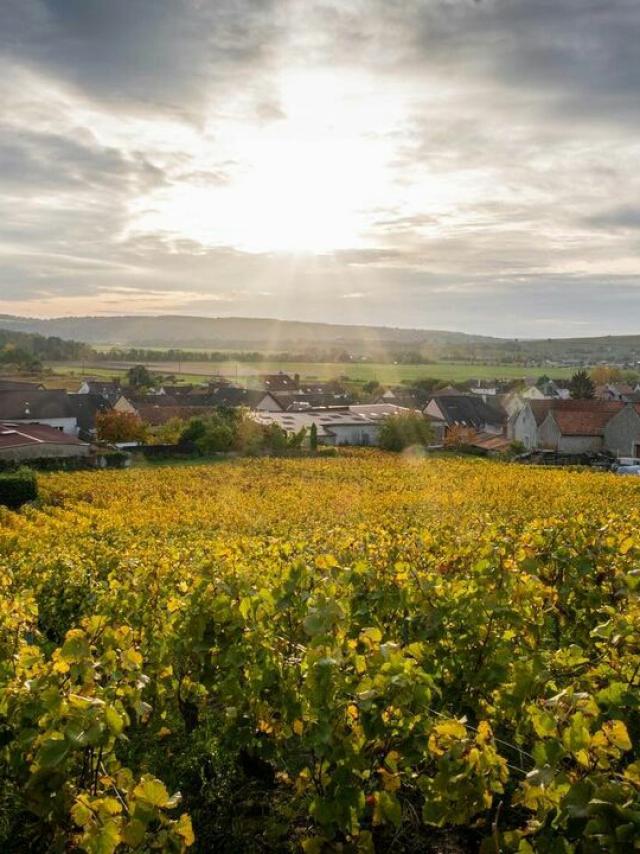 panorama-vignoble-vignes-portes-de-la-champagne