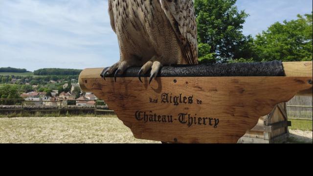 Educational presentation of the eagles on the castle in Château-Thierry