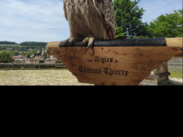 Educational presentation of the eagles on the castle in Château-Thierry