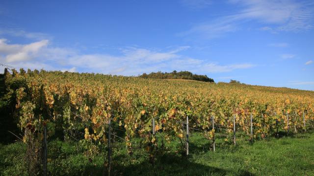 Vineyard in Charly-sur-Marne