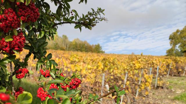 Vineyard in Acorn