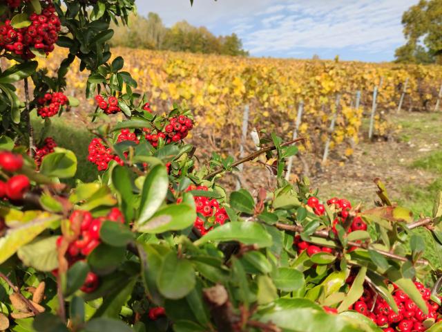 vignoble-champagne--vignes-nature-gland-vendanges