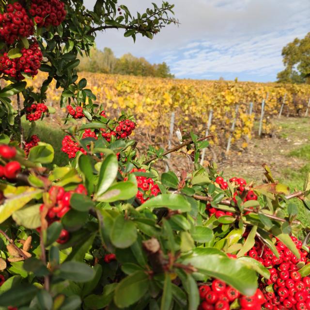 Vineyard in Acorn