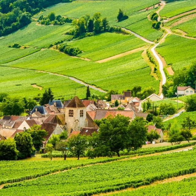 Panorama of the Bonneil vineyard