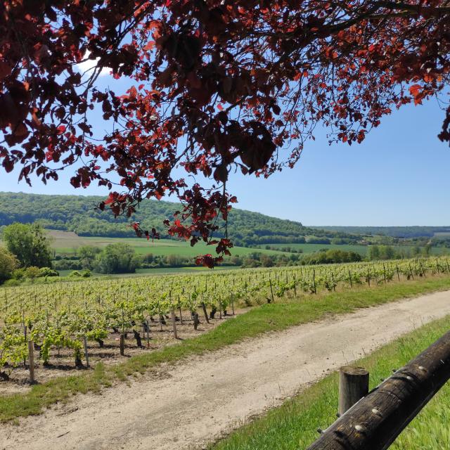 Walk in the vineyard of Champagne in Passy Sur Marne