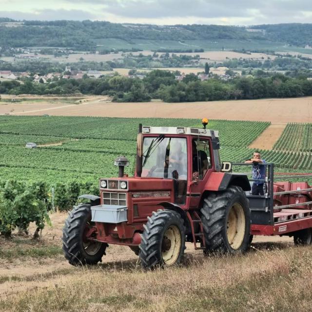 Harvest at Champagne Météyer Père et fils