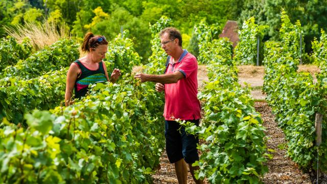 Vineyard at the Gates of Champagne