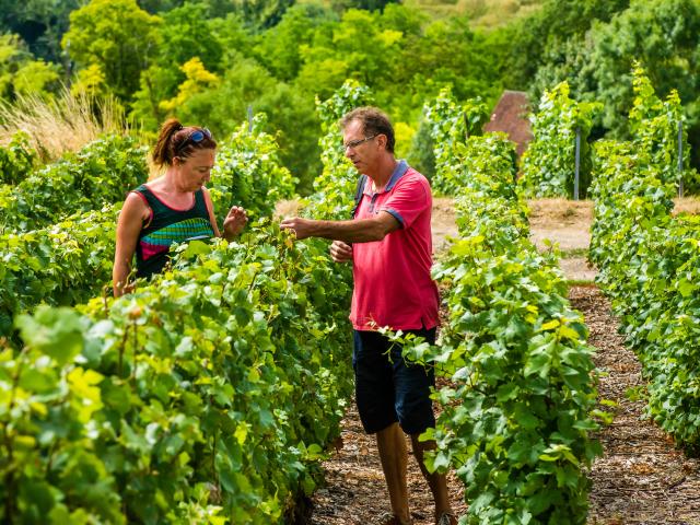 Vineyard at the Gates of Champagne