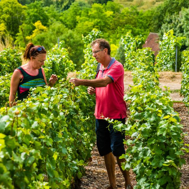 Vineyard at the Gates of Champagne