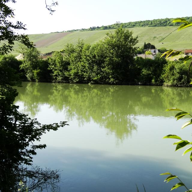 marne-vignoble-vignes-champagne