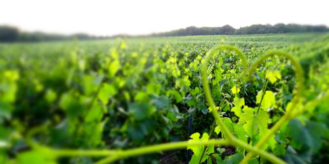 Vineyards of the Marne Valley at the Gates of Champagne