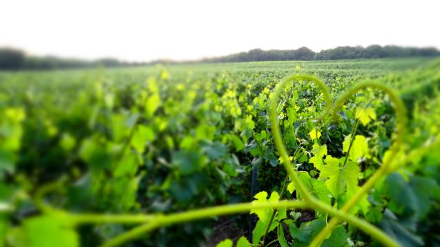 champagne-vignoble-vallee-de-la-marne-vendanges-raisins-les-portes-de-la-champagne