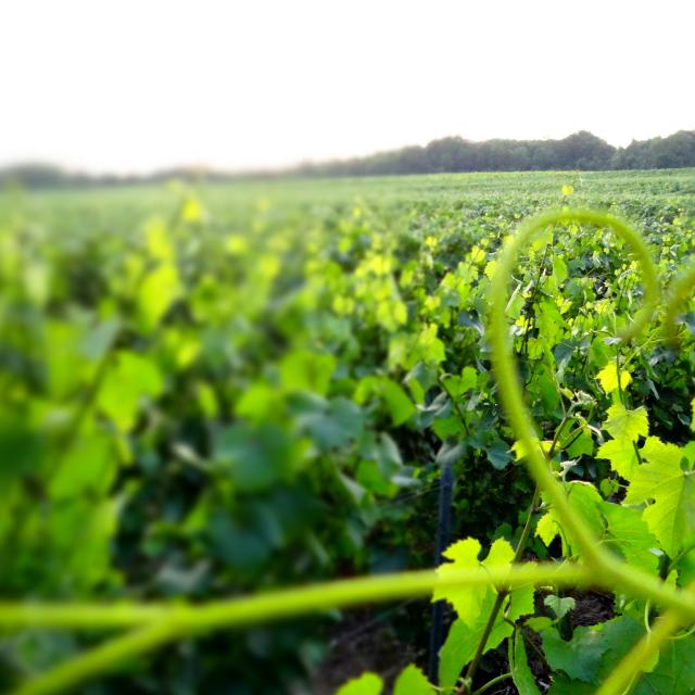 Vineyards of the Marne Valley at the Gates of Champagne