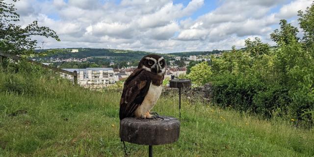 Falconer for a day at the medieval castle of Château-Thierry