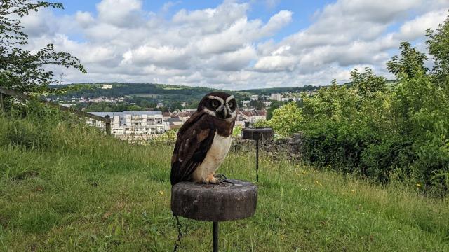 Falconer for a day at the medieval castle of Château-Thierry