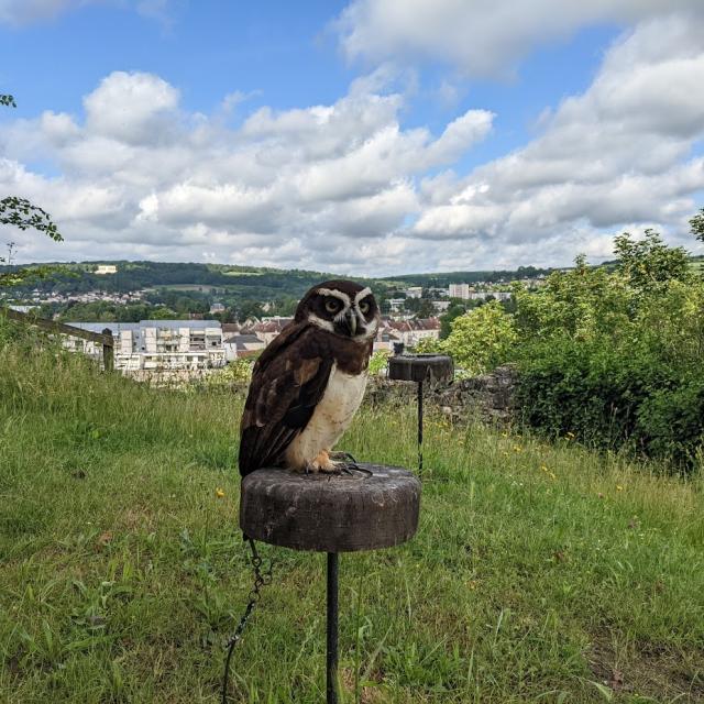 Falconer for a day at the medieval castle of Château-Thierry