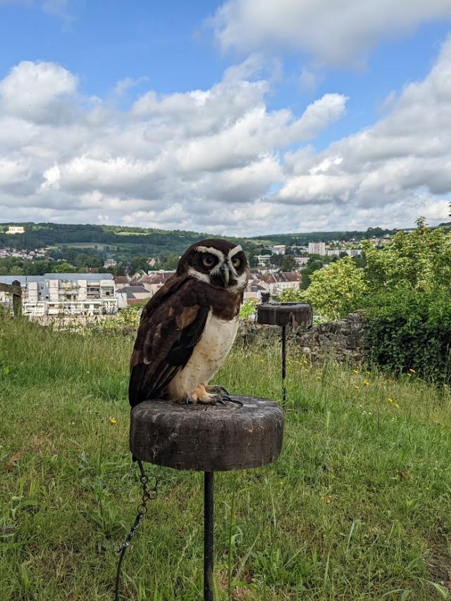 Falconer for a day at the medieval castle of Château-Thierry