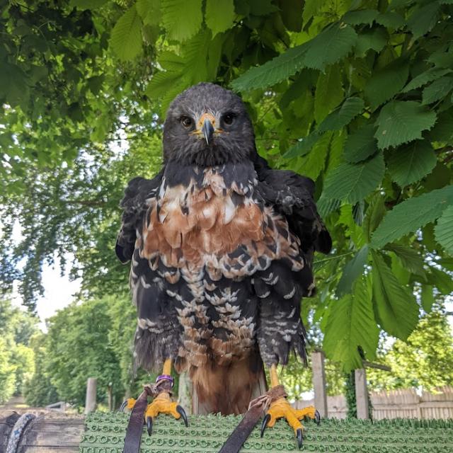 Falconer for a day at the medieval castle of Château-Thierry