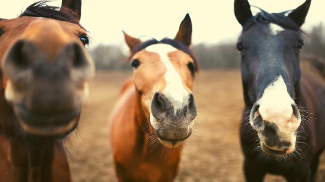 vecteezy_a-wild-horses_17021537_404.jpg