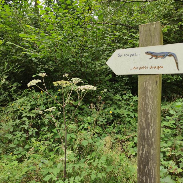 etang-boutache-beuvardes-portes-champagne-lac