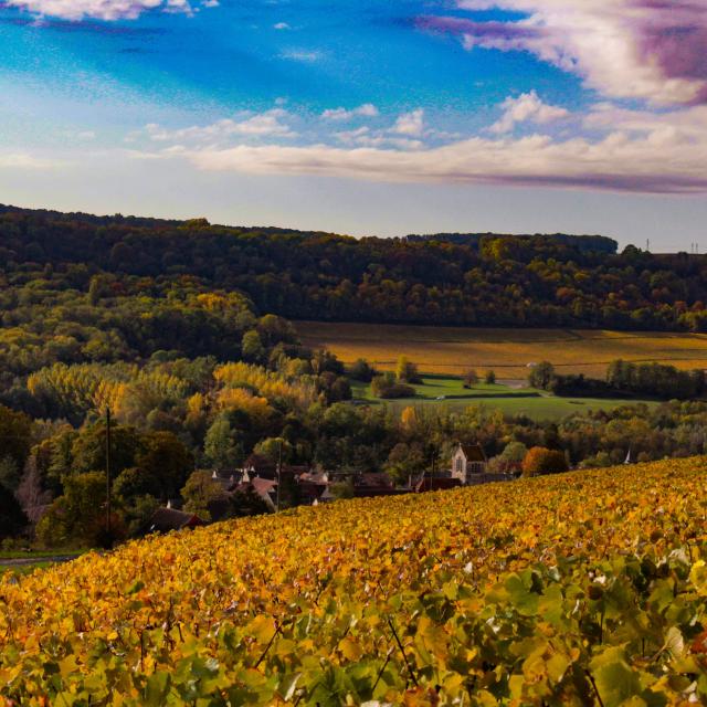 gland-portes-champagne-vignoble-vignes-raisin