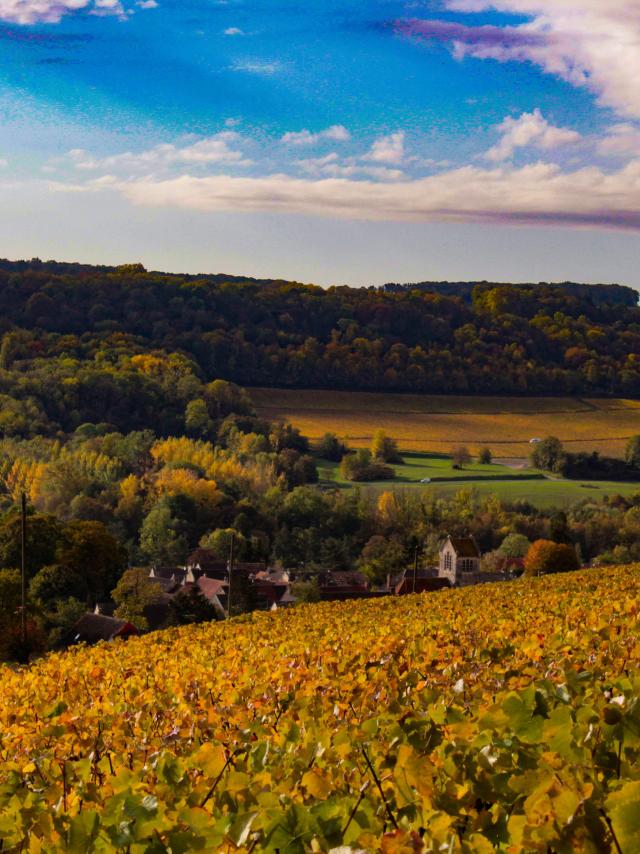 gland-portes-champagne-vignoble-vignes-raisin