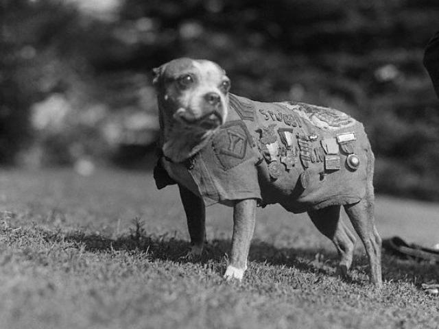 Original caption: Washington, DC: Meet up with Stubby, a 9-year-old veteran of the canine species. He has been through the World War as mascot for the 102nd Infantry, 26th Division. Stubby visited the White House to call on President Coolidge. November 1924