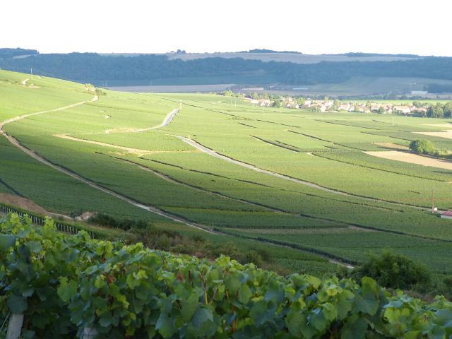 mont-bonneil-vignoble-vigne-raisin-porte-champagne