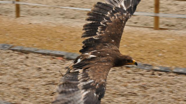 aigles-chateau-thierry-chateau-medieval-fauconnerie-portes-champagne