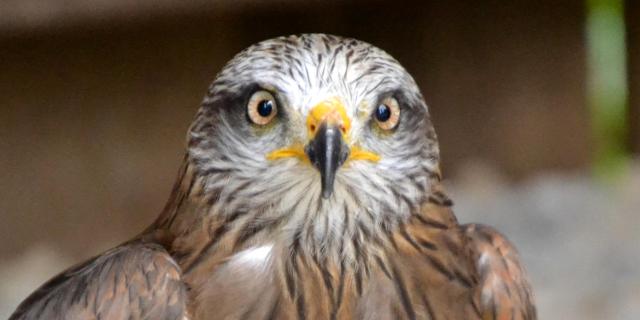 aigles-chateau-medieval-chateau-thierry-portes-champagne-rapaces