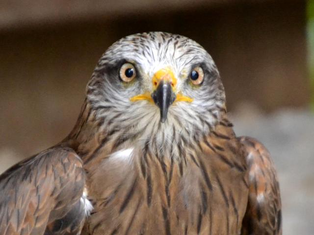 aigles-chateau-medieval-chateau-thierry-portes-champagne-rapaces