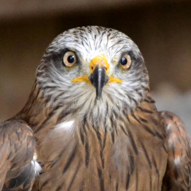 aigles-chateau-medieval-chateau-thierry-portes-champagne-rapaces