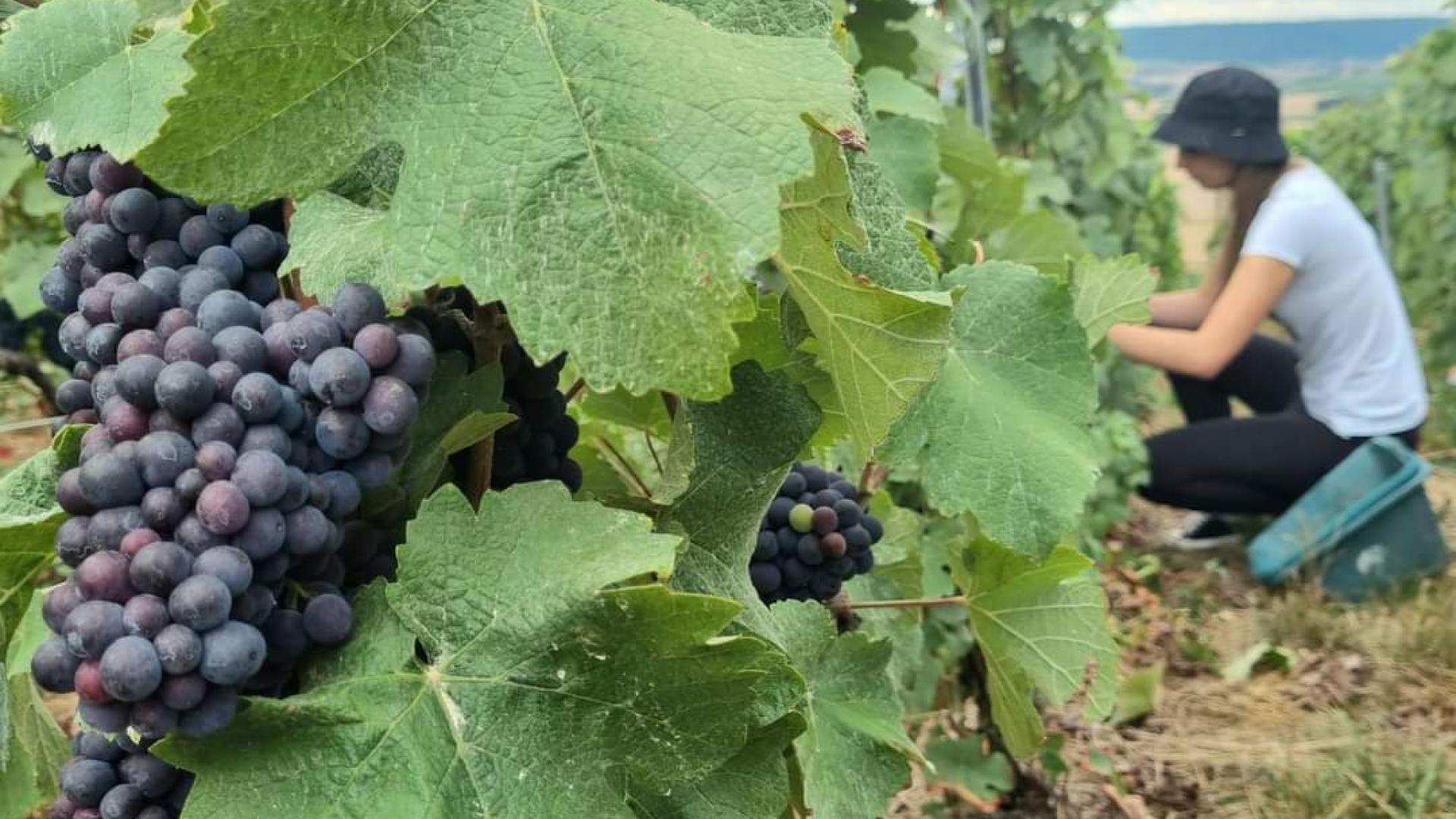 vendanges-champagne-meteyer-portes-sud-aisne-trelou-sur-marne