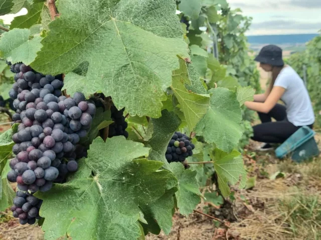 vendanges-champagne-meteyer-trelou-marne-portes-champagne