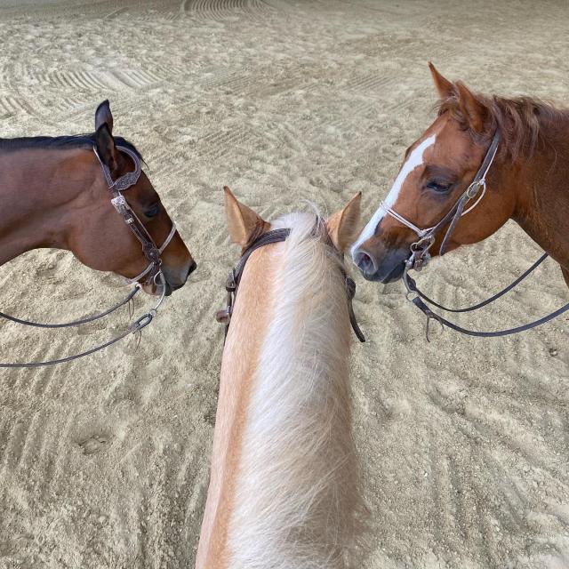 centre-equestre-emy- reining-horses-portes-champagne-epine-aux-bois