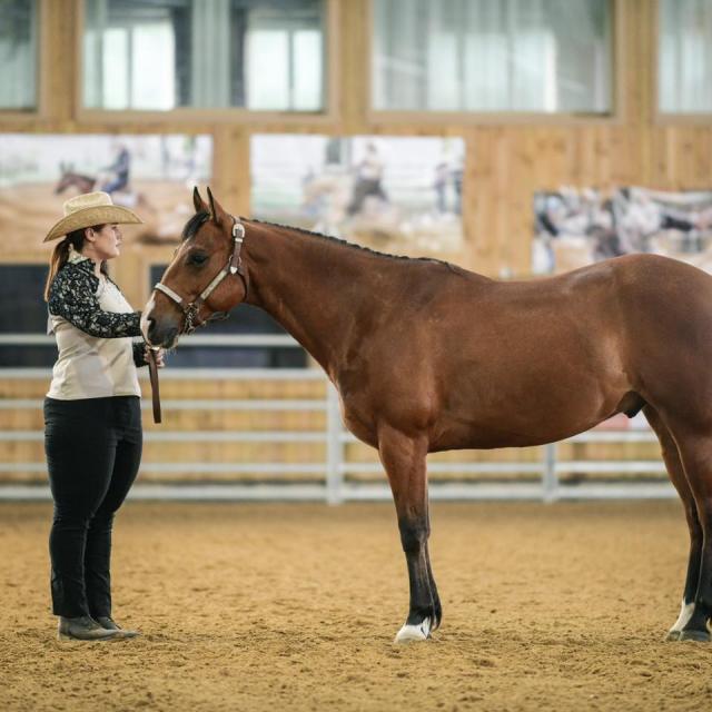 centre-equestre-emy- reining-horses-portes-champagne-epine-aux-bois