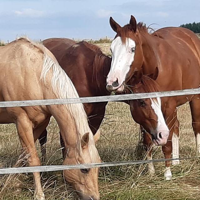 centre-equestre-emy- reining-horses-portes-champagne-epine-aux-bois