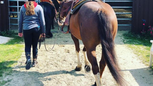 centre-equestre-emy- reining-horses-portes-champagne-epine-aux-bois