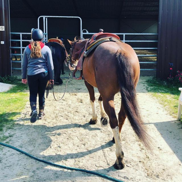 centre-equestre-emy- reining-horses-portes-champagne-epine-aux-bois