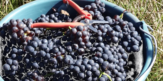 raisins-vendanges-septembre-recolte-vignoble-vallee-marne-portes-champagne-coteaux